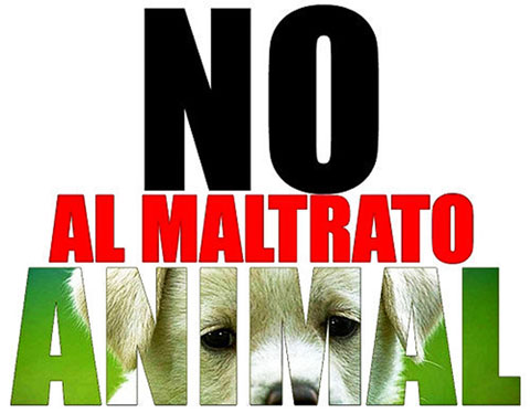 maltrato-animal