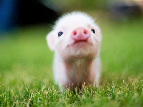 Cerdito